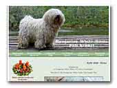 Hungarian White Rasta Puli kennel 