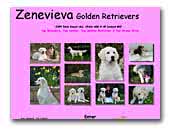 Zenevieva Golden Retrievers