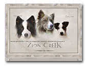 Zion Creek Border Collie & Jack Russell