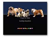 Hodowla Atena w Gaju - Mops