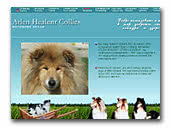 Atlen Healent collies