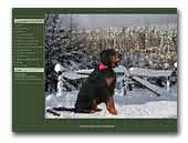 Blackstar of Heathmoor Gordon Setter