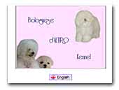 d'Altiro kennel Bolognese