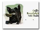 brusselsgriffon.nl