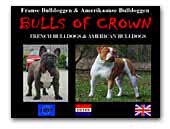 Bulls of Crown French Bulldogs and American Bulldogs