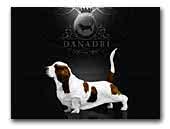 Danadri Basset Hound