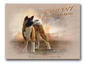 Radiant - akitas