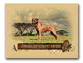 Kaptein Rodesian Ridgeback