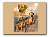Tara Rhodesian Ridgeback