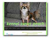 Kennel Sweet Peach