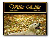 Villa Ellie - Golden Retriever