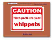 Tisza-parti Szélvész whippets