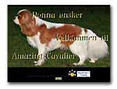 Cavalier King Charles Spaniels Amazing