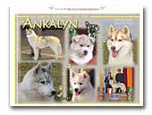 Siberian Husky Ankalyn