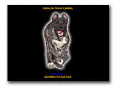 Azores Cattle Dogs Casa da Praia