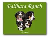Balihara Ranch FCI Kennel