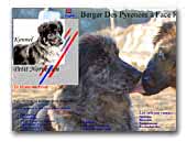Pyrenean Sheepdog smooth faced Kennel Petit Norvègien