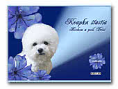 Bichon Frise kennel Kvapka stastia