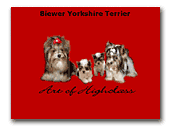 Yorkshire Terriers Kennel Biewer