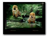 Biskitts Chow Chows Kennel