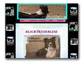 Black Tenderline kennel Border Collies