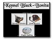 English Bulldogs Black-Bonita Kennel