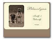 Blazolynn Bullmastiffs and Mastiffs