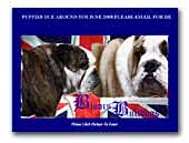 Bulldogs Bloors