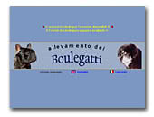 Allevamento dei Boulegatti