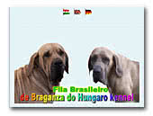Fila Brasileiro de Braganza do Hungaro kennel