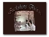 American Akitas Buckshot