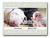 Anivellen Kennel Bull Terriers