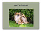 Cyara's Chihuahuas