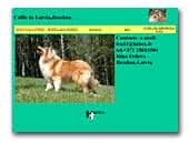 Collie in Latvia