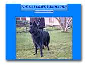 De la Ferme Farouche Kennel Belgian Shepherd Dog
