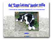  Border Collie del Capo Lucano