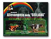 Della Giuliana English Cocker Spaniels Kennel