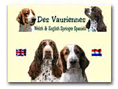 Des Vauriennes Welsh and English Springer Spaniels