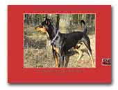 Deutscher Pinscher von Bansow Kennel