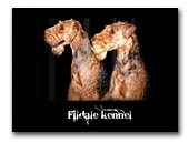 Airedale Terrier & Schnauzer Miniature Fildale kennel
