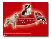 Kennel Gavany's Bohemia