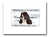 Gazette´s American Cocker Spaniels Kennel
