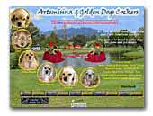 Artemisina & Golden Dogs Kennel