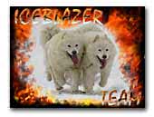 Iceblazer Samoyeds and Border Collies