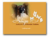 Papillons Intuicja FCI 