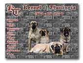 Old English Mastiffs Of Thuringia