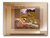 LIMNOLKA Kennel FCI Lakeland Terriers