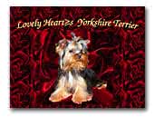Yorkshire Terrier Lovely Heart's