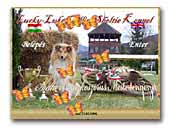 Collie & Shetland Sheepdog Kennel Lucky-Luke Star