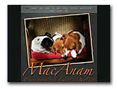 MacAnam Kennel Jack Russell Terrier
